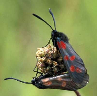 Burnet moths